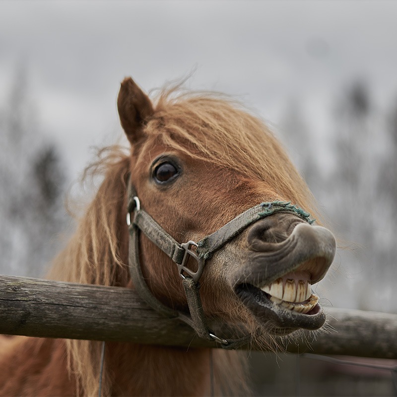 Little horse at small latvian zoo. Horse smile. Horse showing teeth, smiling horse, funny horses, funny animal face. laugh animal