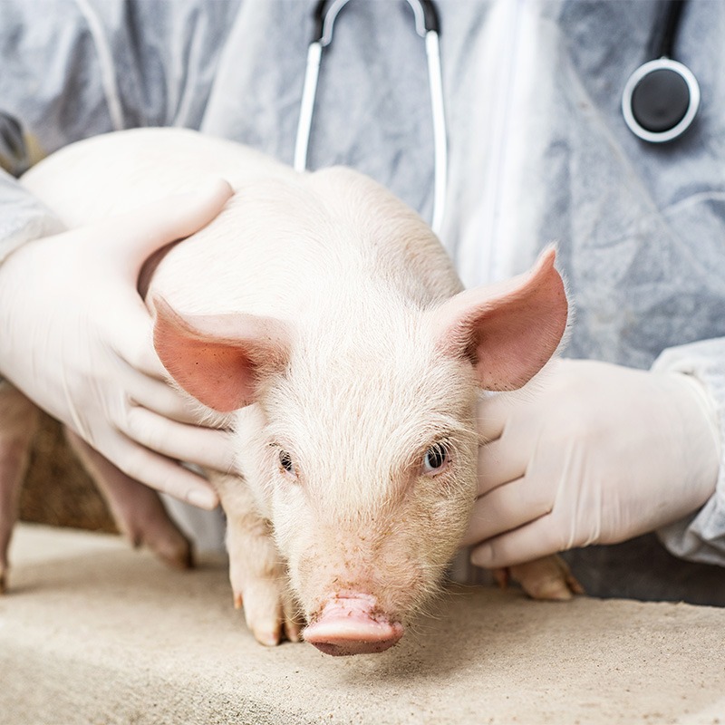 Veterinarian holding a pig.