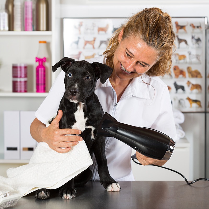 Veterinarian drying your dog American Staffordshire after a bath