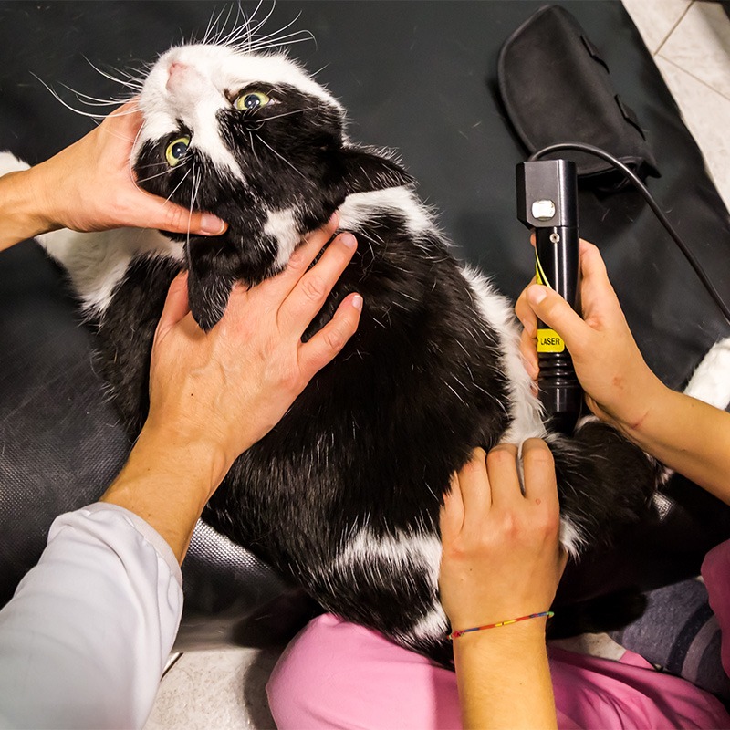 Veterinarian laser therapy to a cat with arthrosis pain