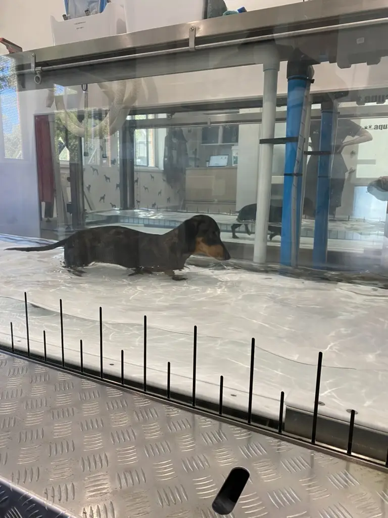 Underwater treadmill